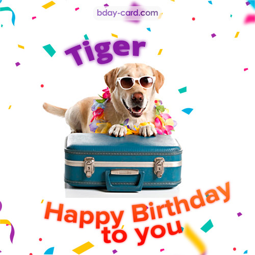Funny Birthday pictures for Tiger