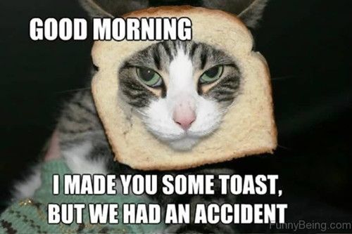 Sad cat with a muzzle in a piece of bread