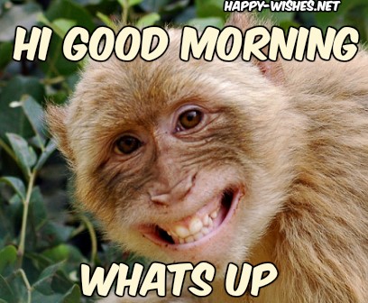 Funny monkey smiles at the camera and wishes good morning