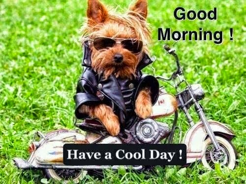 Dog in a leather jacket, glasses on a motorcycle wishes g...