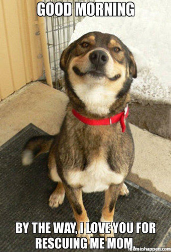 A dog with a red collar sits on a rug and smiles funny
