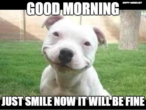 The cute white dog smiles and says good morning