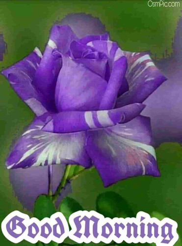 Unusual purple rose on a green background