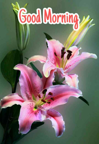 Gorgeous pink lilies on a green background