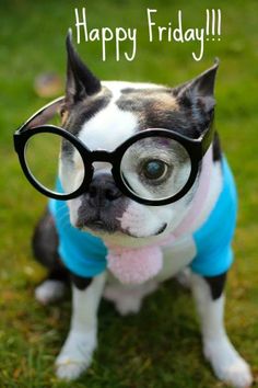 Bulldog in a jacket and glasses on the green grass