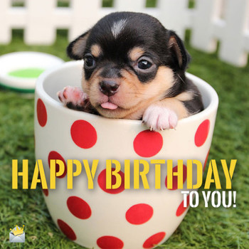 Top happy birthday dog images for animal lovers