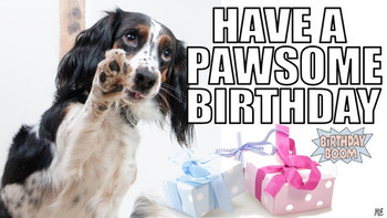 Funny happy birthday memes of dogs youtube