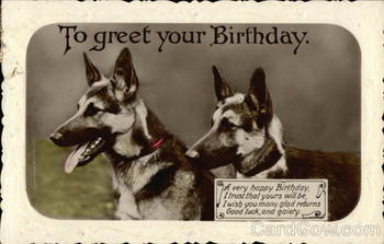 Two german shepherd with birthday greetings dogs postcard