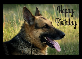 Happy birthday german shepherd puppy dog card