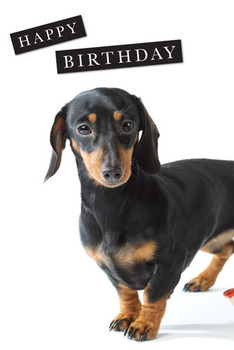 Csp dachshund photograph happy birthday blank greeting card