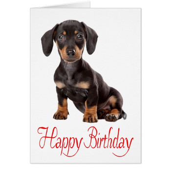 Happy birthday dachshund puppy dog card zazzle co uk