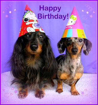 Happy birthday images with dachshunds michelle amp the
