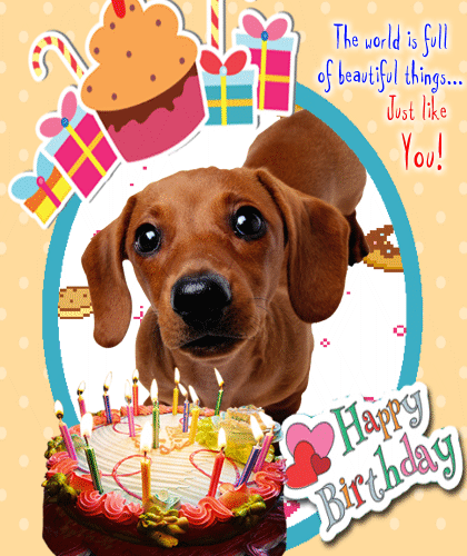 dachshund singing happy birthday