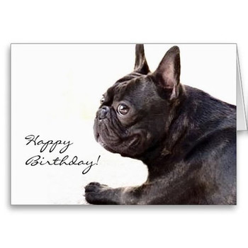 Happy birthday french bulldog card french bulldog birthda...