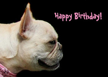 Happy birthday french bulldog greeting card