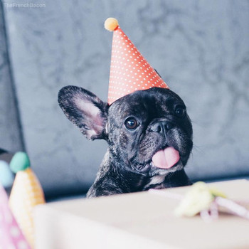 You mean today is my barkday i am already animal pinterest