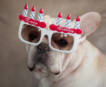 Afbeeldingsresultaat voor happy birthday bulldog kaarten