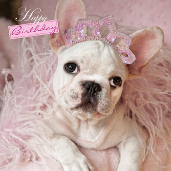 French bulldog all dressed up birthday card amazon co uk
