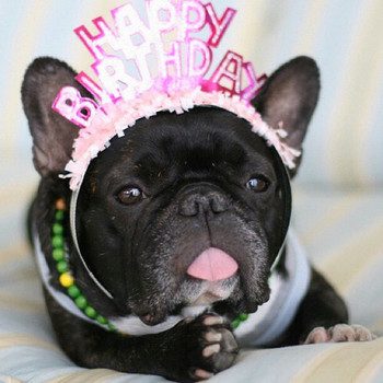 So cute happy birthday french bulldog doggies pinterest