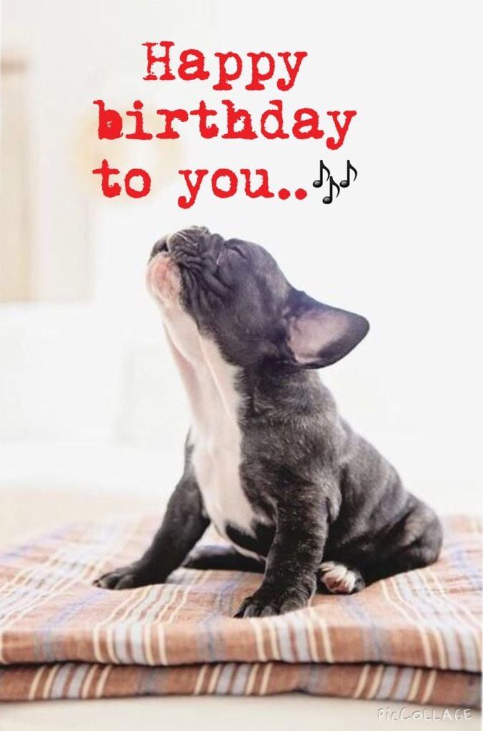 Happy birthday images with French bulldog💐 — Free happy ...
