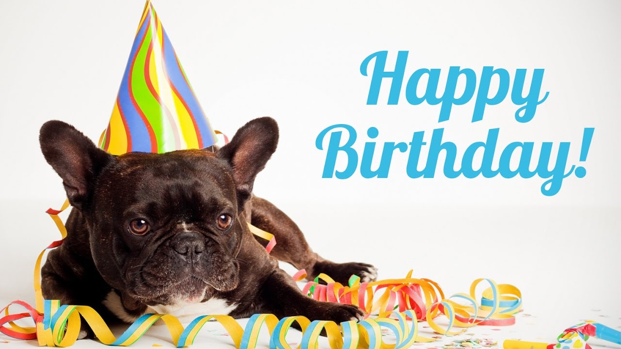Happy birthday images with French bulldog💐 — Free happy
