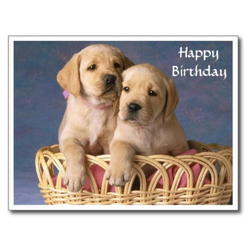 Happy birthday labrador retriever puppy post card zazzle ...