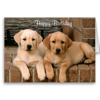 Happy birthday labrador retriever puppies card labrador