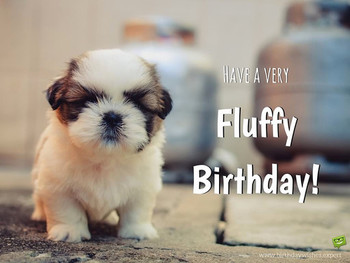 Happy birthday wishes dogs inspirational happy birthday b...
