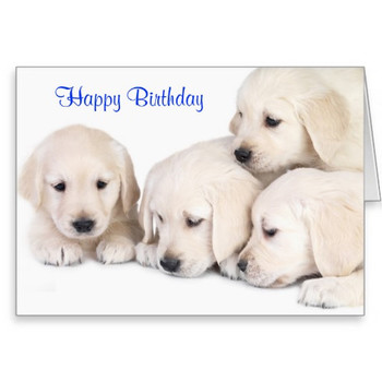 Happy birthday labrador retriever puppies card from zazzl...