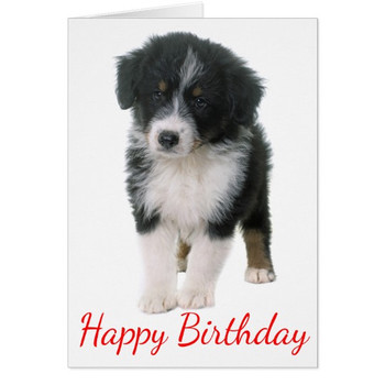 Australian shepherd happy birthday puppy dog card