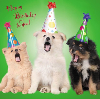 Happy birthday blank greetings card dogs puppies lots of ...