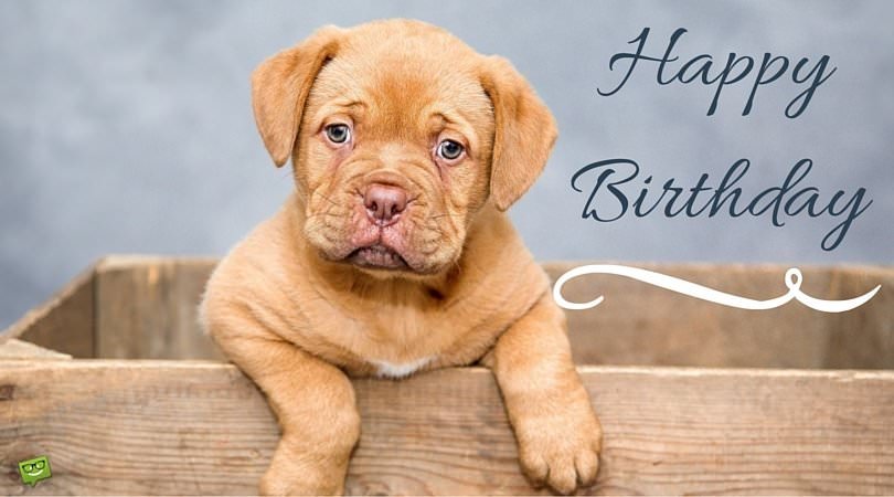 Happy birthday images with Puppies💐 — Free happy bday pictures and photos  