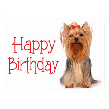 Happy birthday yorkshire terrier puppy postcard