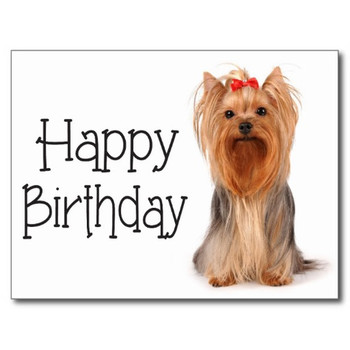 Yorkshire terrier birthday images – dogs our friends phot...