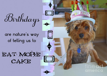 Yorkie birthday decorations image inspiration of cake and