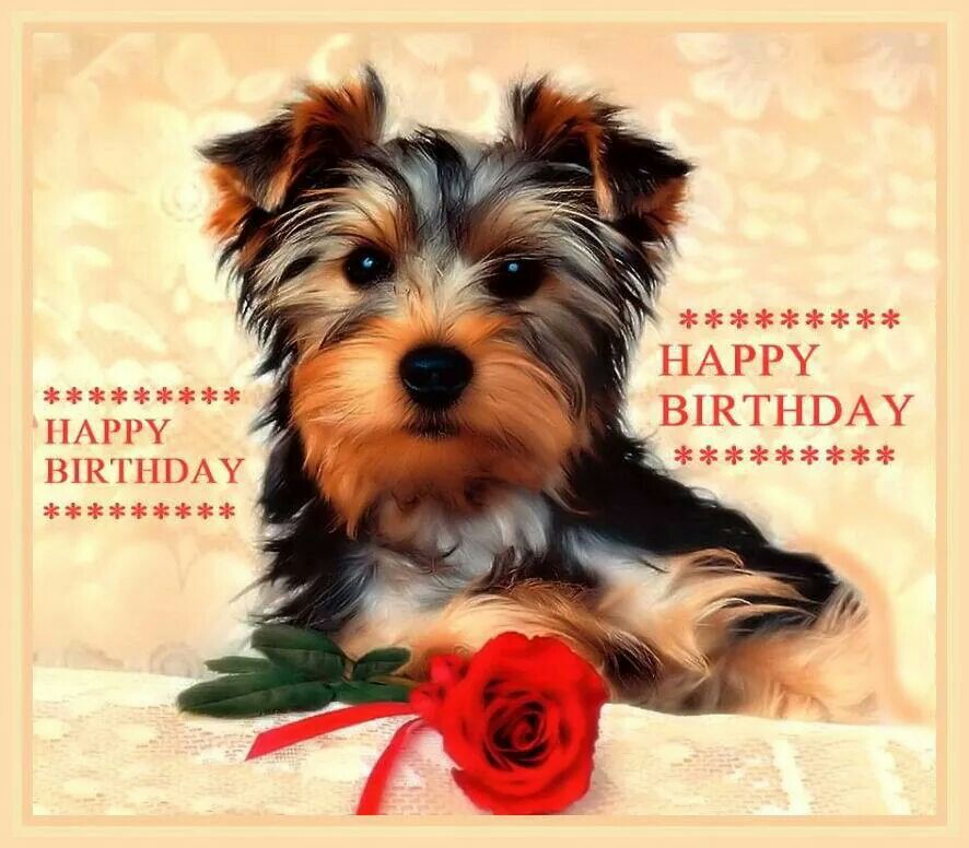 happy-birthday-images-with-yorkies-free-happy-bday-pictures-and