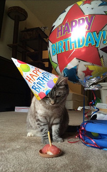 Instagrams most famous cat nala has amassed more than one...