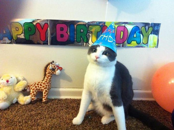 Friend posted this on facebook for her cats st birthday i...