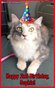Happy birthday sophie kitty cat chronicles