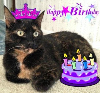 Allegras world its my th birthday the conscious cat
