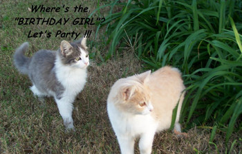 Birthday cats free birthday for her ecards greeting cards