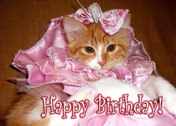 Happy birthday wishes with kittens