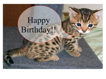 Cute happy birthday kittens card with a cat litle pups