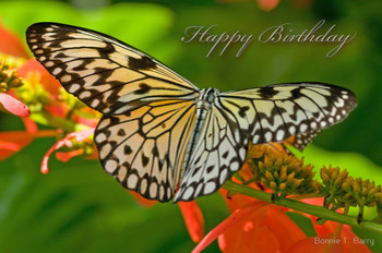 Happy birthday butterfly by bonnie t barry redbubble