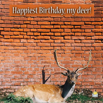 Cute animals and funny happy birthday wishes