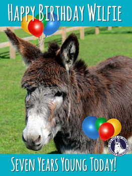 Happy birthday wilfie isle of wight donkey sanctuary