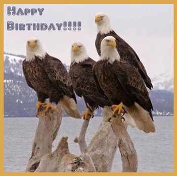 Eagles happy birthday animals pinterest happy birthday