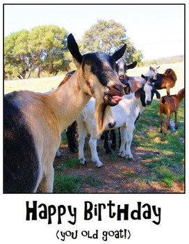 Happy birthday you old goat – stacey lamothe art