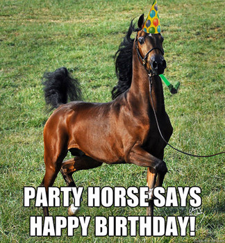 Party horse says happy birthday party horse quickmeme