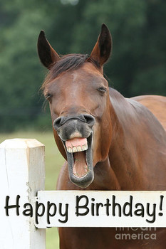 Happy birthday smiling horse photograph by jt photodesign